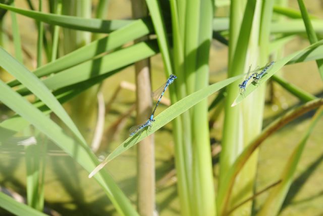 In un laghetto:  Coenagrion scitulum e Ischnura elegans